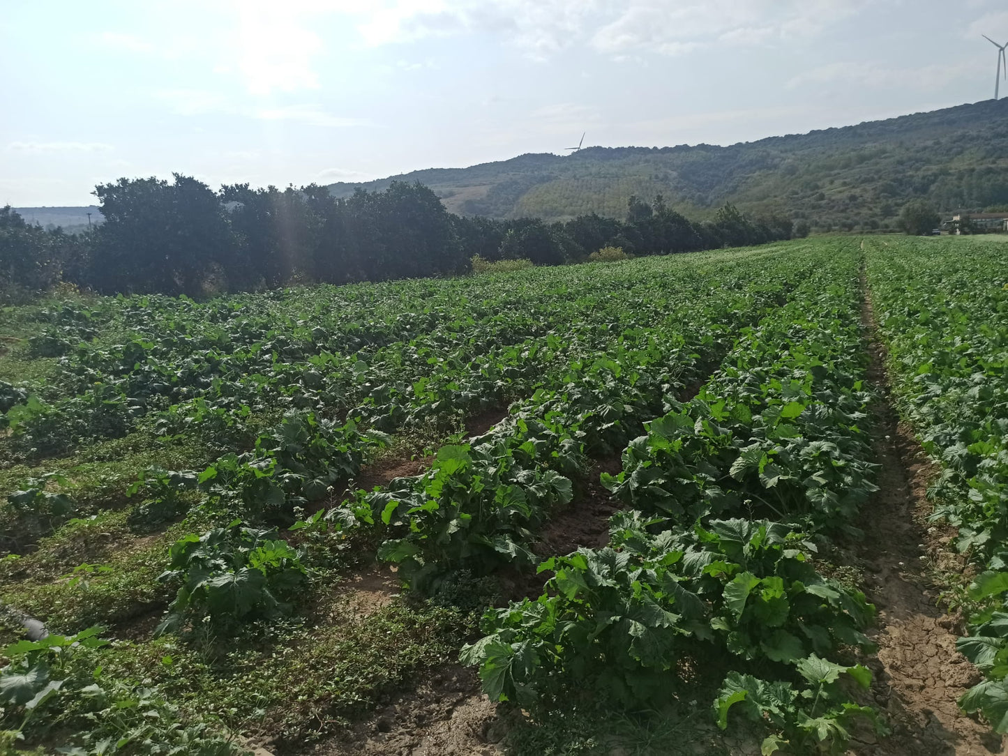 Cime di rapa sott'olio