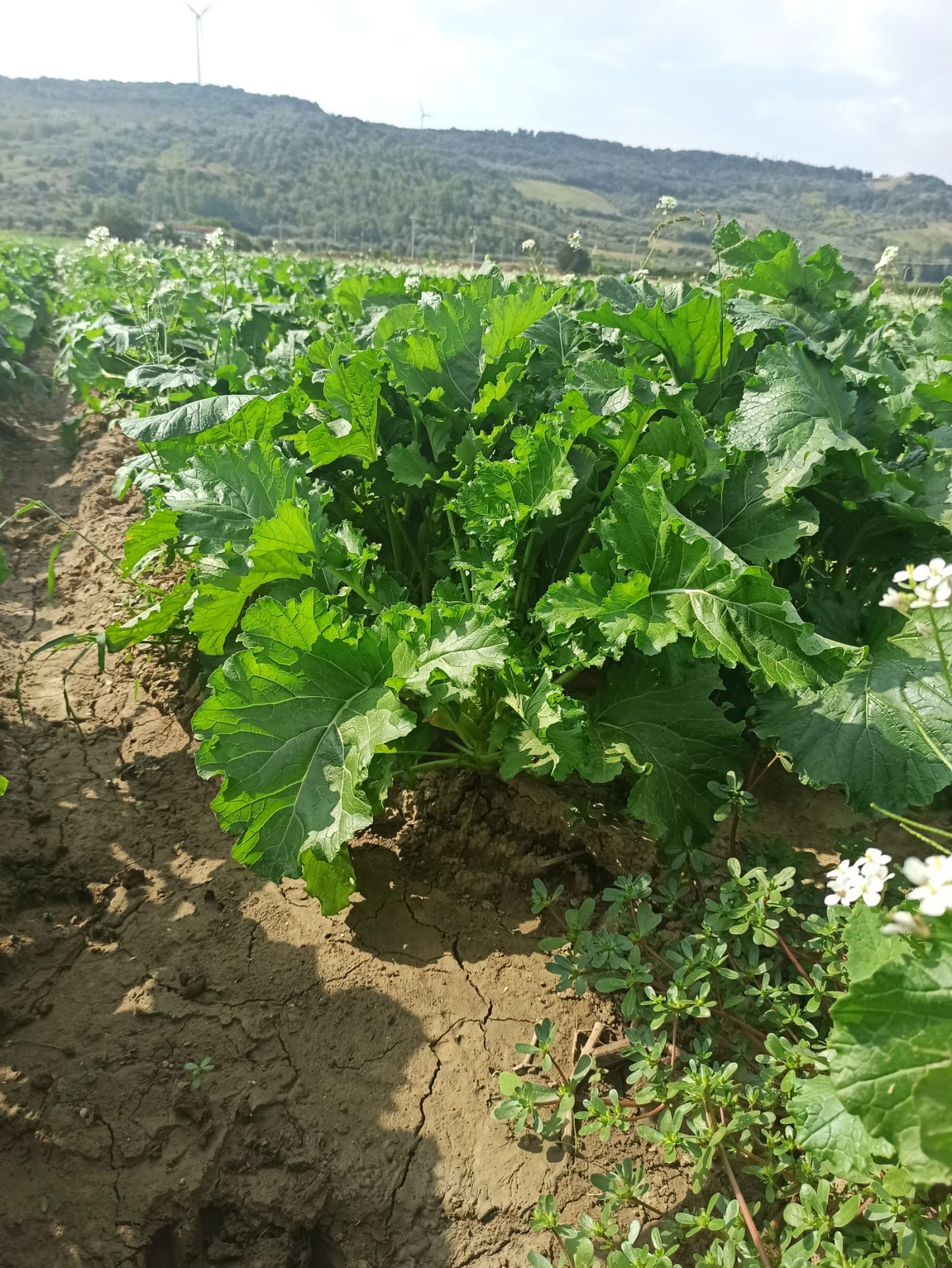 Cime di rapa sott'olio