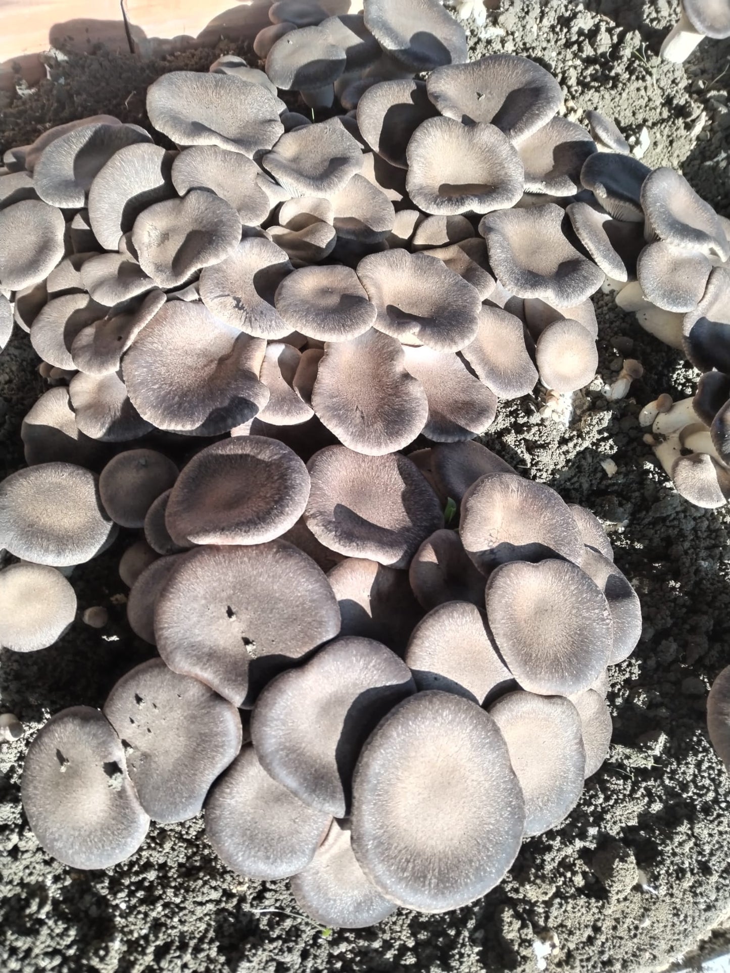 Funghi Cardoncelli secchi