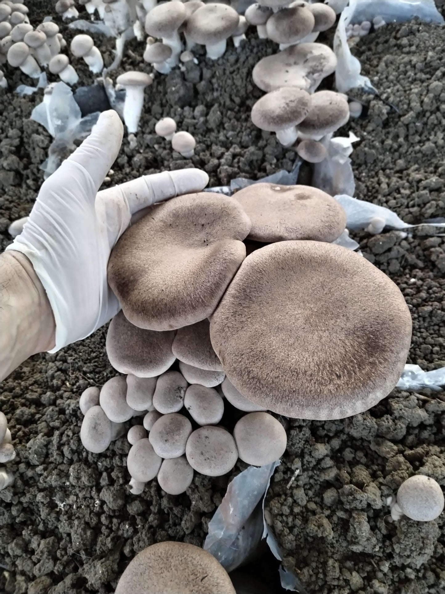 Funghi Cardoncelli secchi