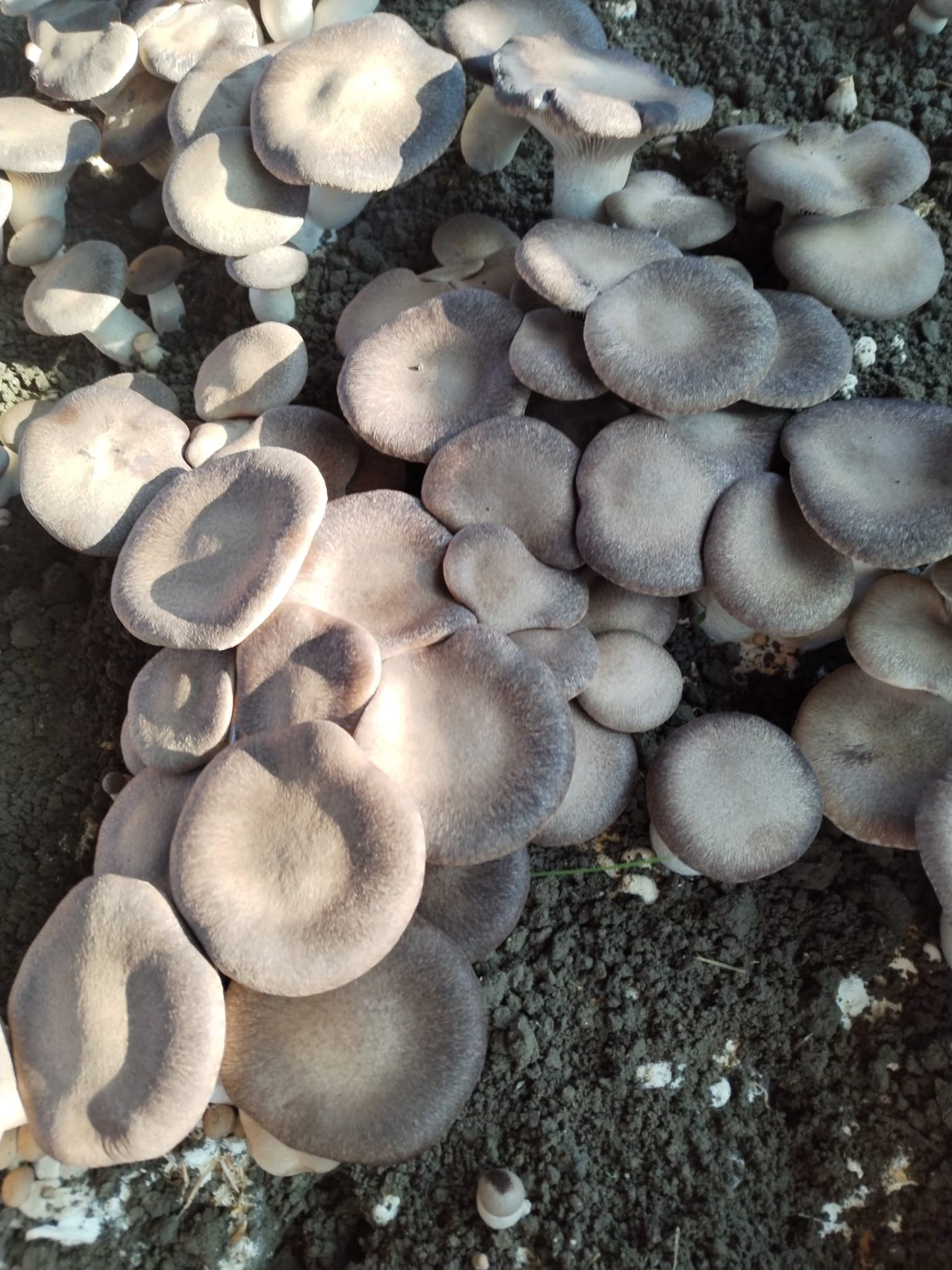 Funghi Cardoncelli secchi