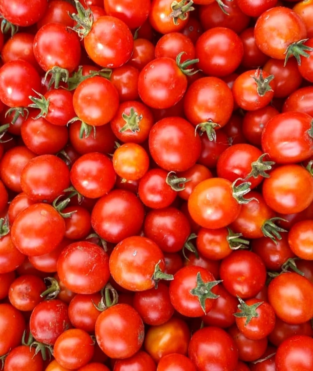 Passata di Pomodoro