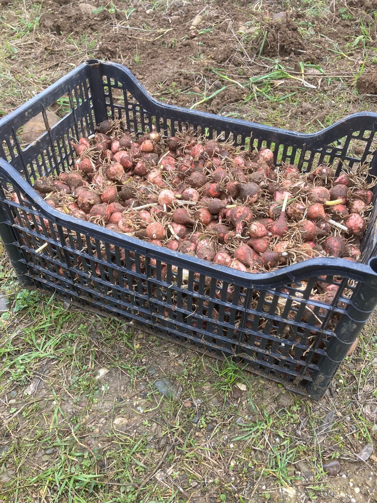 Lampascioni Sott'olio